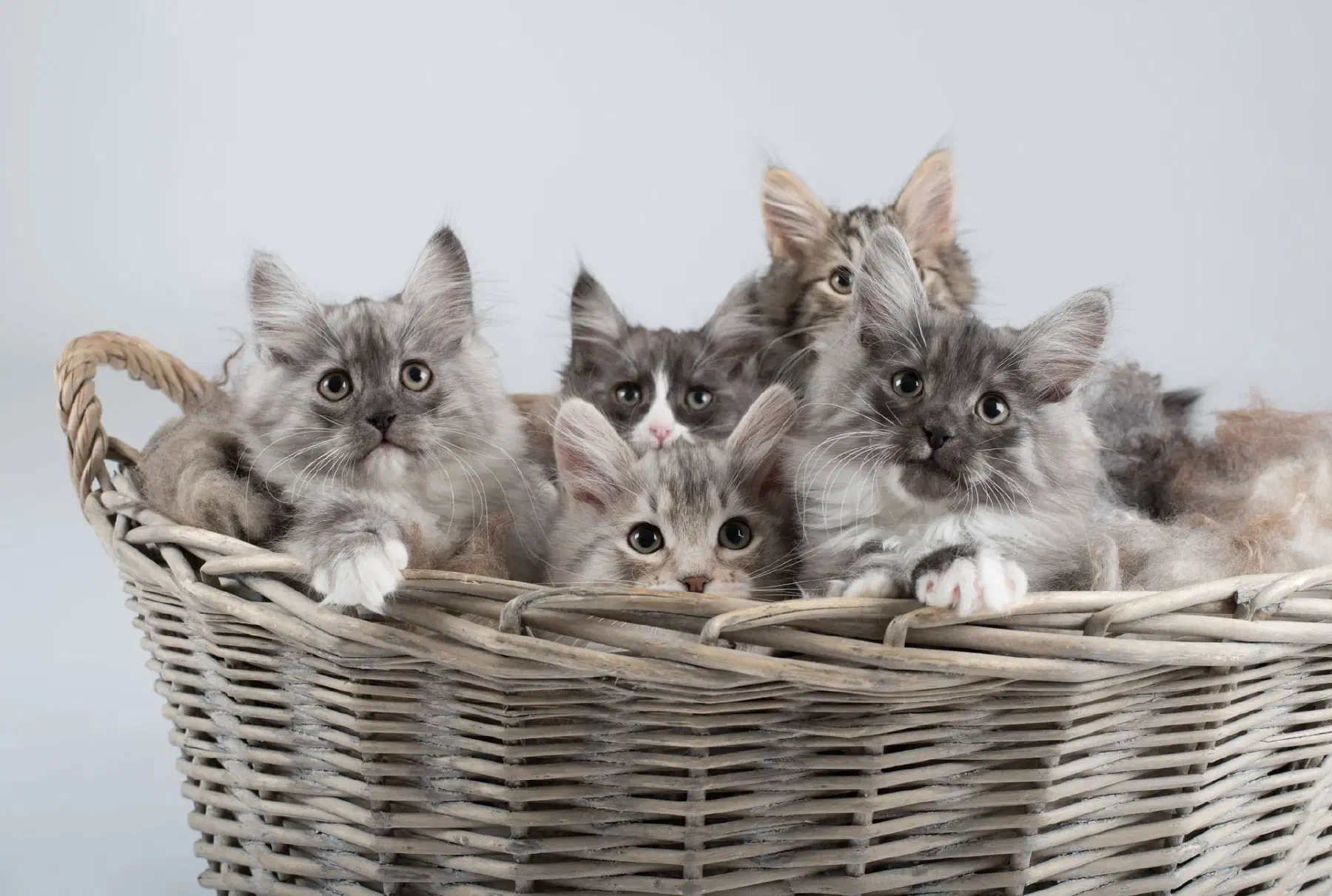 Sibirkatt hos NO*Tokleperlen
